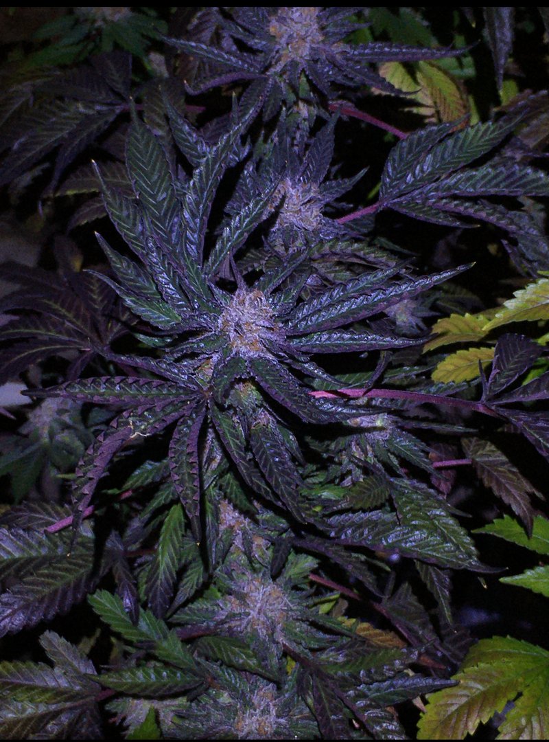 Two Dog Seeds - Premium Cannabis Seeds