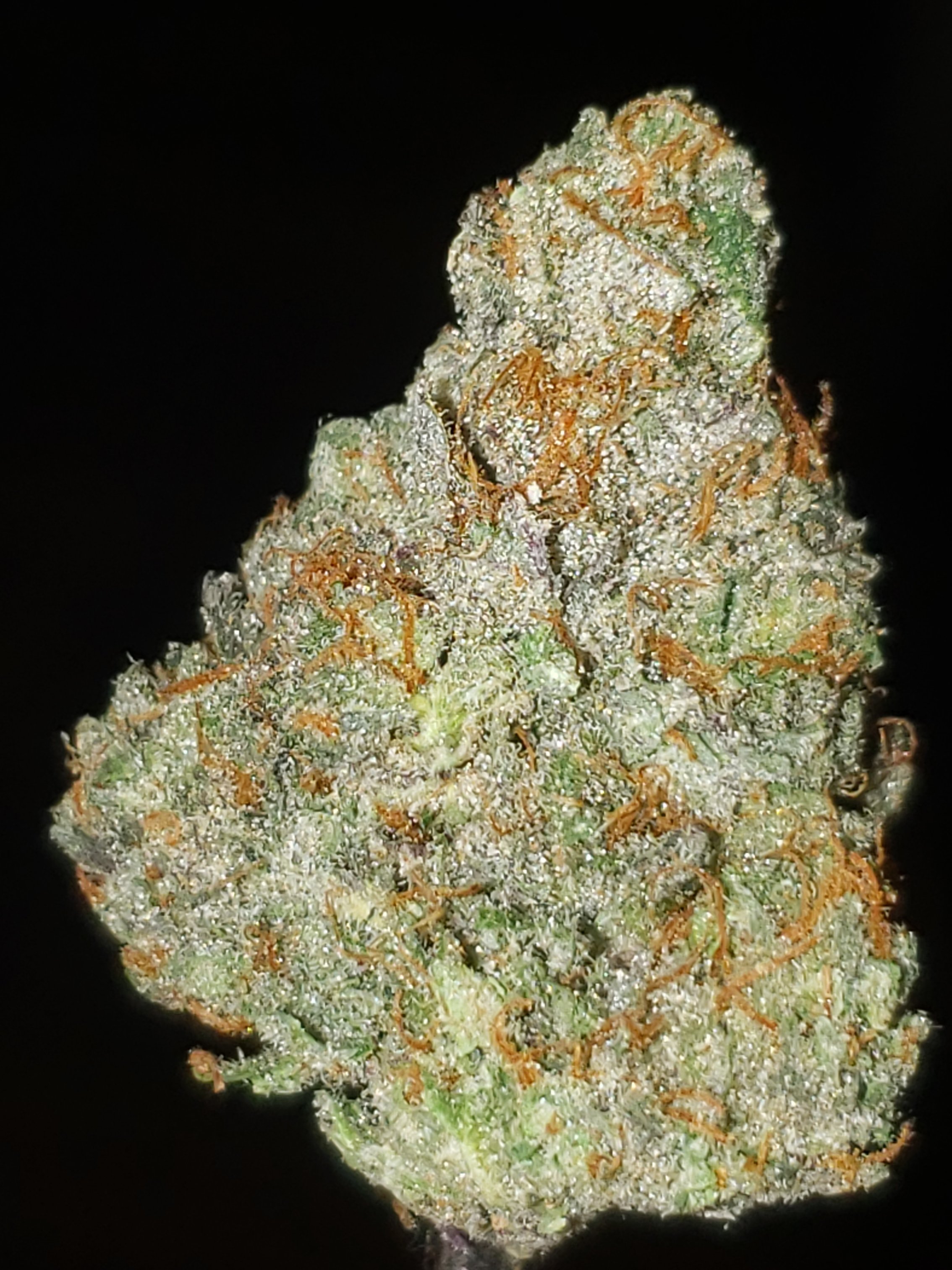 Two Dog Seeds - Premium Cannabis Seeds