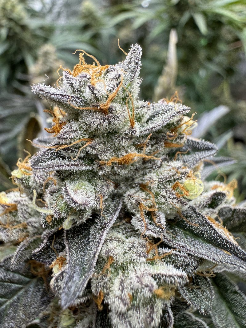 【ディグダ】OGKush 10 SweetSkunk 10 Deadpanheads 2025 Seed List — DeadPanHead Seeds