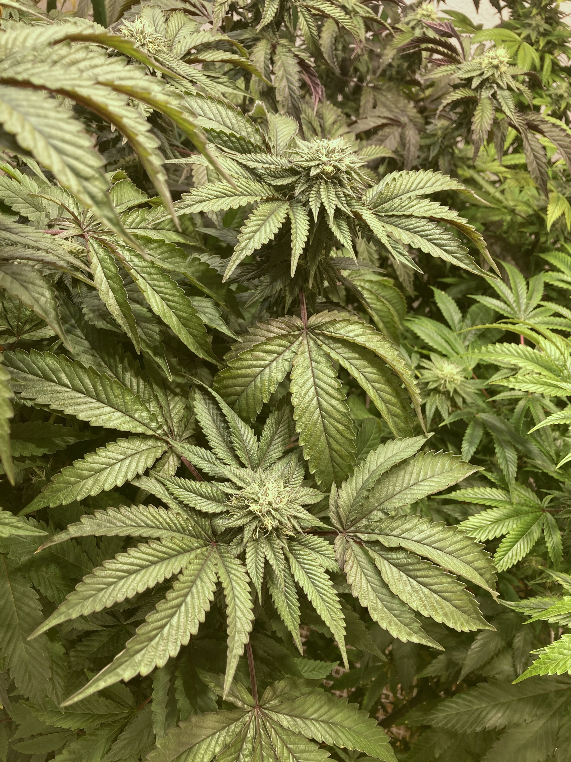 Two Dog Seeds - Premium Cannabis Seeds
