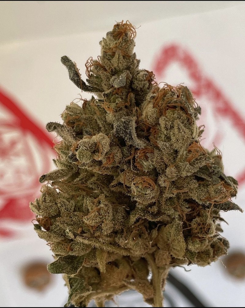 Two Dog Seeds - Premium Cannabis Seeds
