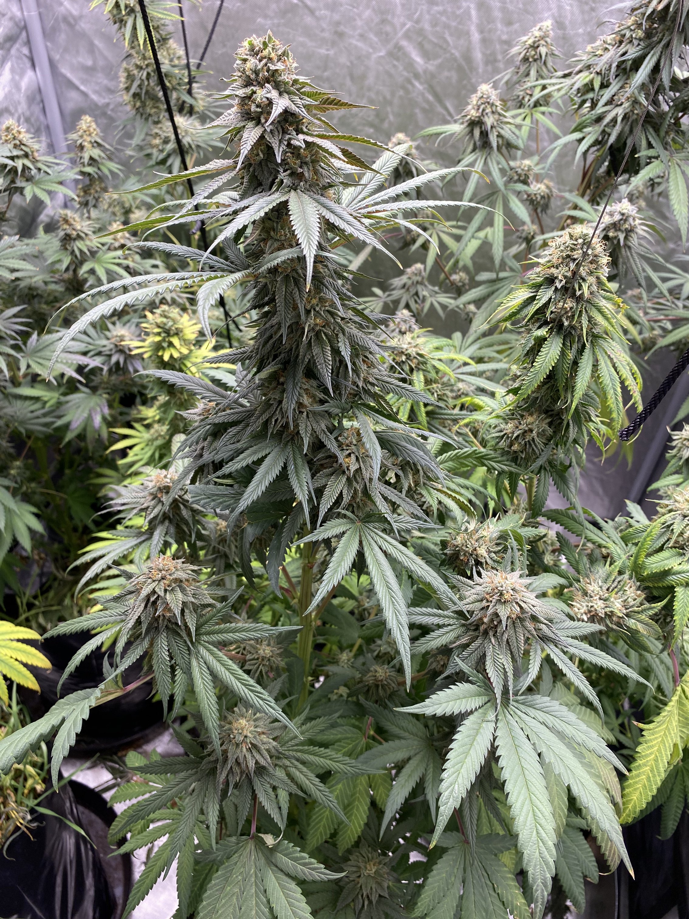 Two Dog Seeds - Premium Cannabis Seeds