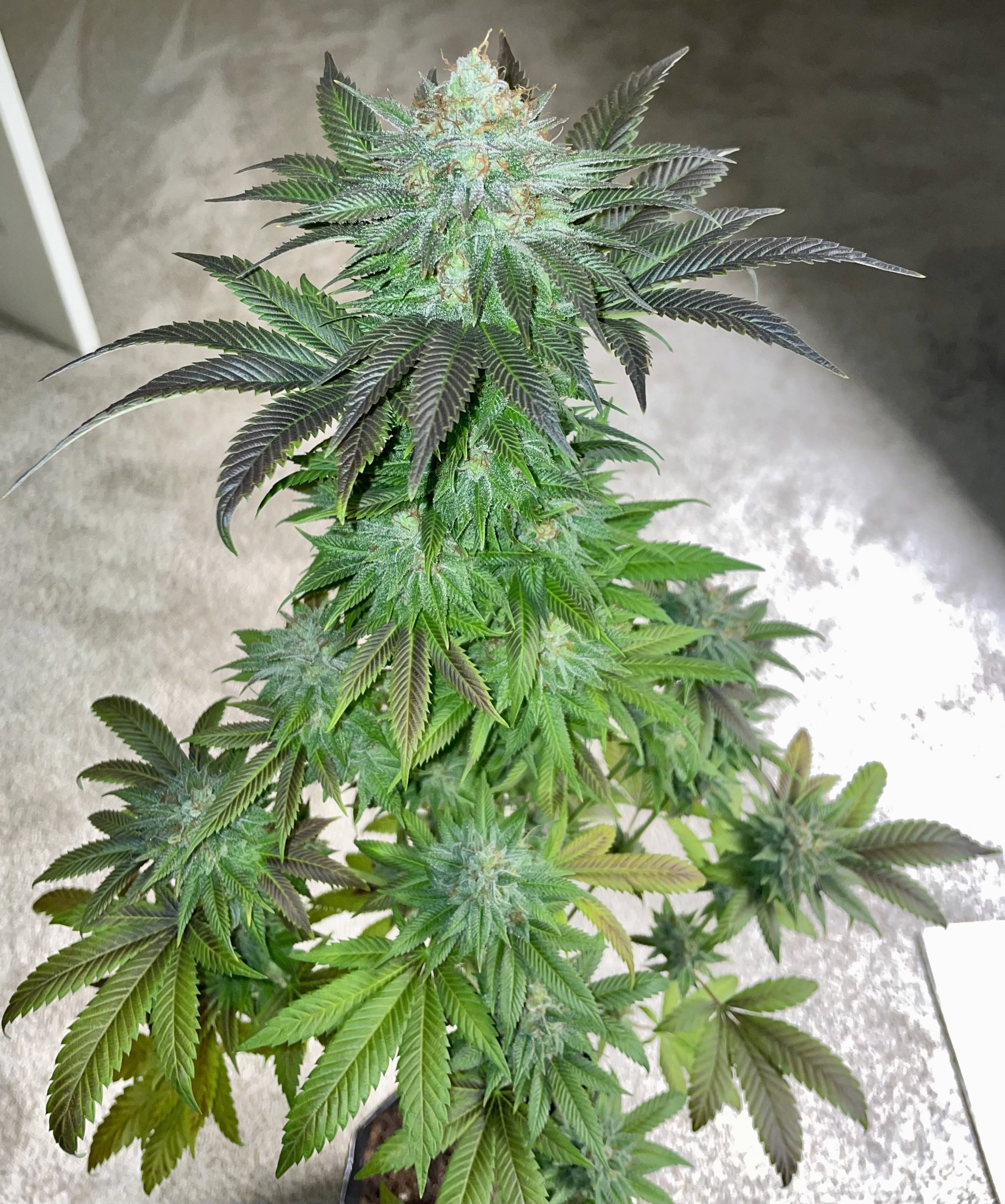Two Dog Seeds - Premium Cannabis Seeds