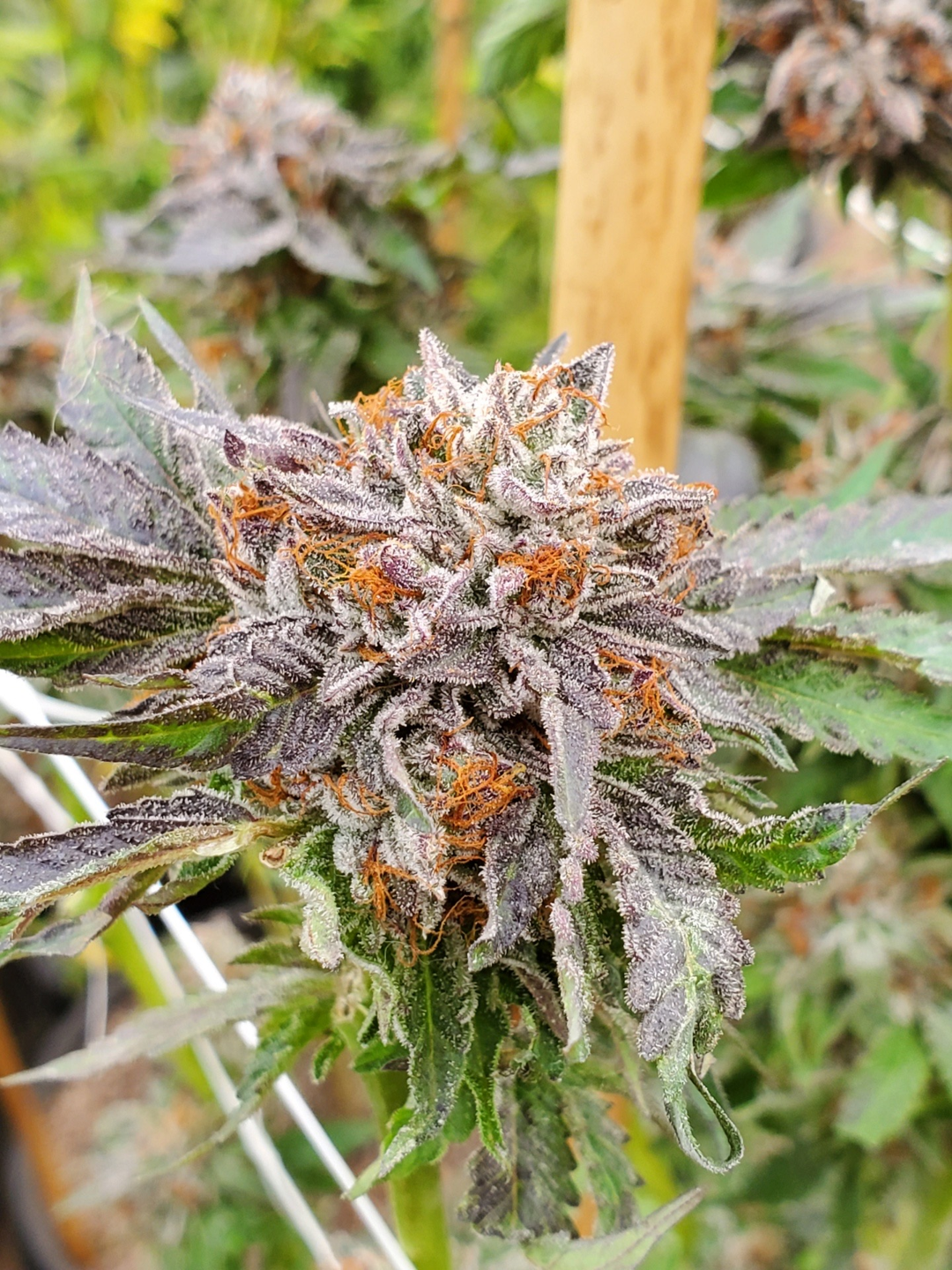 Two Dog Seeds - Premium Cannabis Seeds