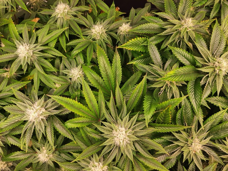 Two Dog Seeds - Premium Cannabis Seeds