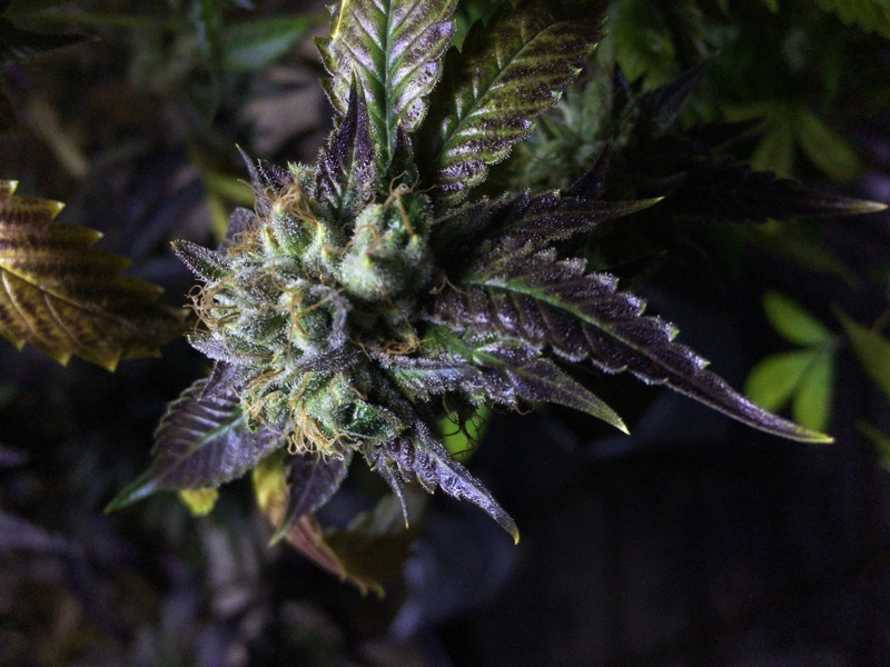 【ディグダ】OGKush 10 SweetSkunk 10 ディグダ】OGKush 10 SweetSkunk 10 O.G. Candy Dawg Kush Auto
