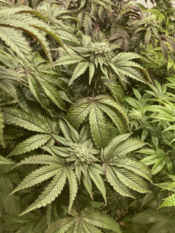 【ディグダ】OGKush 10 SweetSkunk 10 ディグダ】OGKush 10 SweetSkunk 10 Candy Cane Kush Feminized