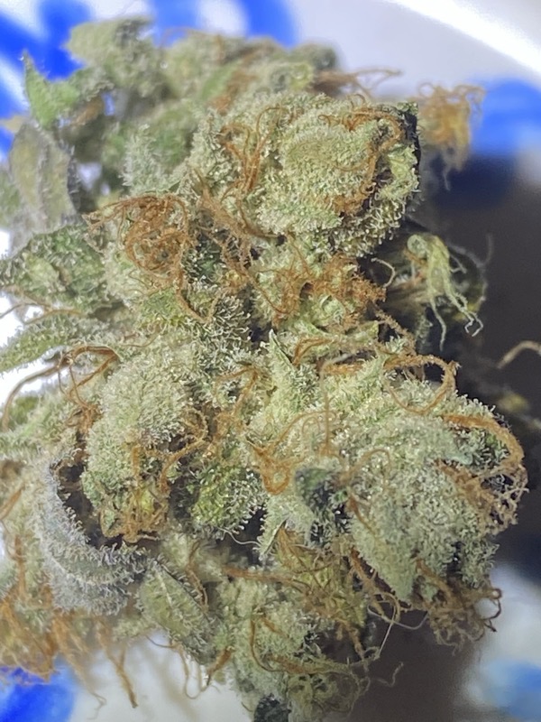 ディグダ】OGKush 10 SweetSkunk 10 ディグダ】OGKush 10 SweetSkunk