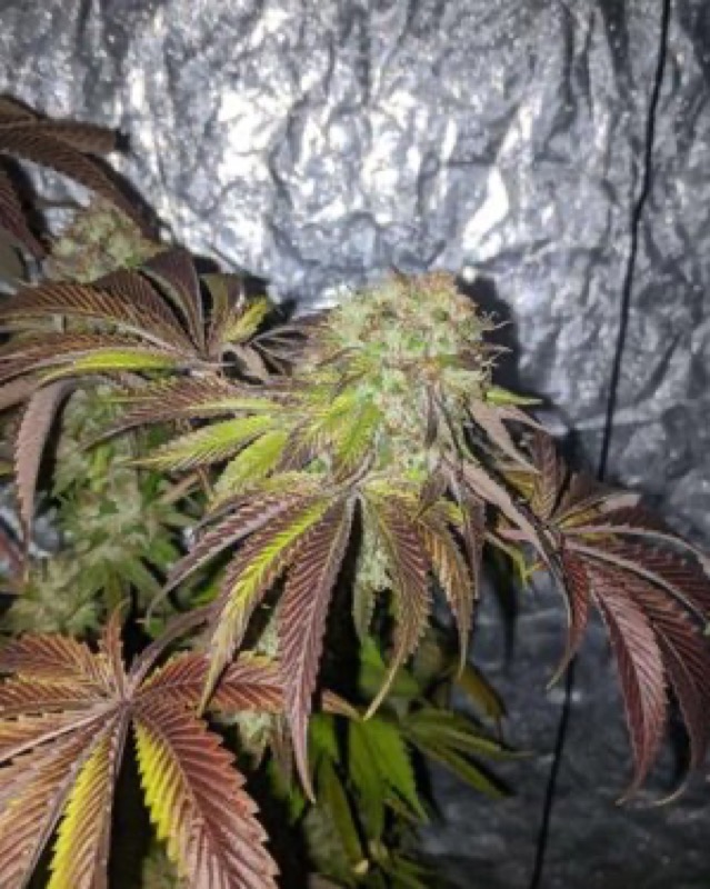 【ディグダ】OGKush 10 SweetSkunk 10 ディグダ】OGKush 10 SweetSkunk 10 O.G. Candy Dawg Kush Auto