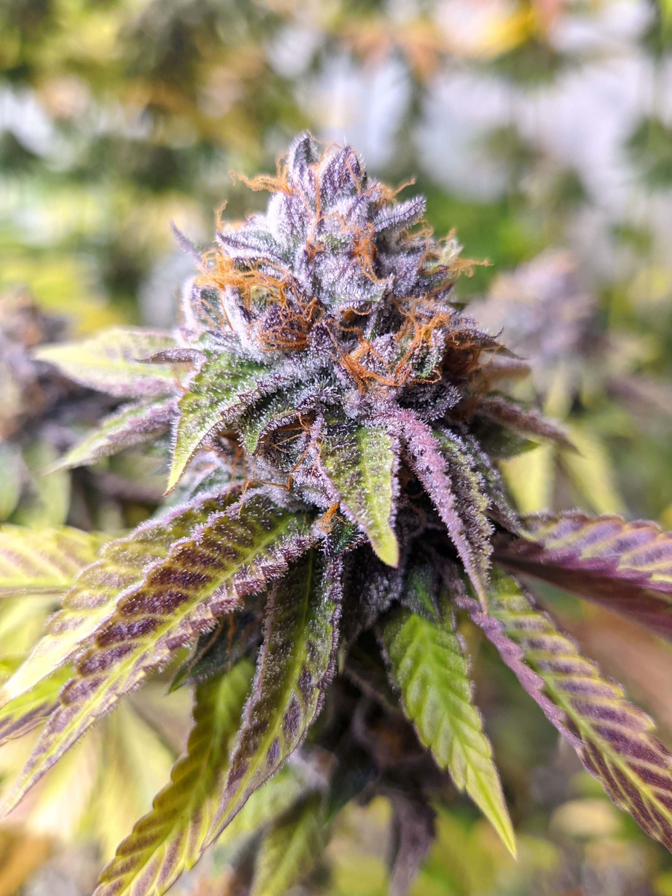 【ディグダ】OGKush 10 SweetSkunk 10 Candy Cane Kush Feminized Marijuana Seeds For Sale | Buy