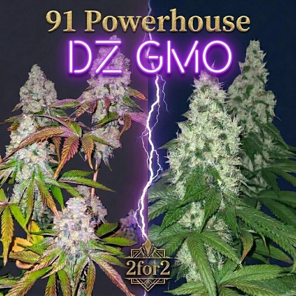 GMO x Chemdog91(R) and DosZkittlez x Chemdog91(R) sale pack